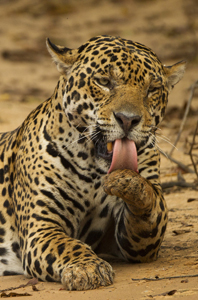 jaguar grooming